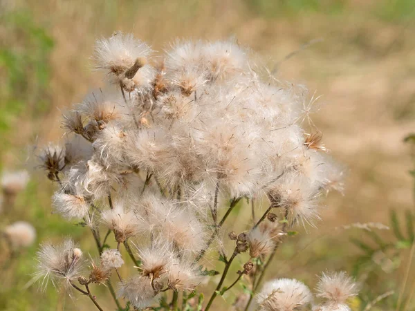 Solgun çizik devedikeni, sirsiyum yükselmesi, tohum oluşumu
