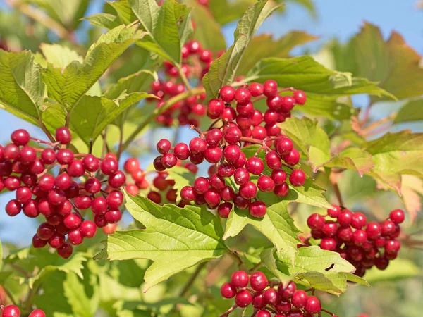 Sonbaharda Viburnum Opulus 'un meyveleri