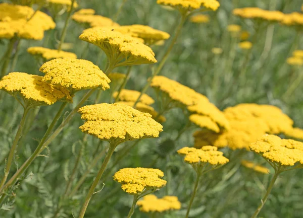 Fiori Achillea Gialla Primavera — Foto Stock