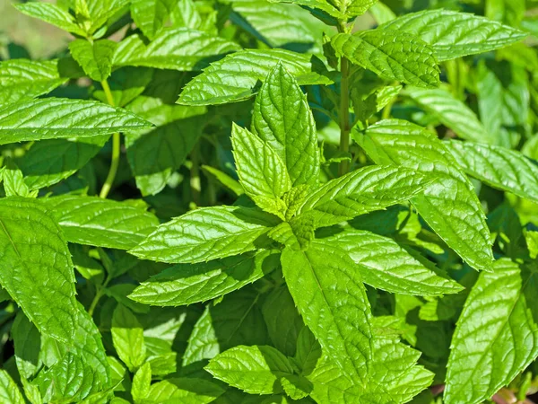 Casa Moeda Marroquina Mentha Spicata Close — Fotografia de Stock