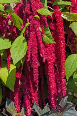 Çiçekli bahçe tilkisi, Amaranthus uyarıyor.