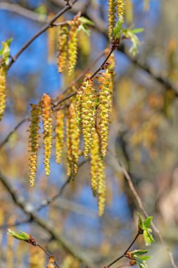 Boynuz kirişinin erkek çiçekleri, Carpinus betulus