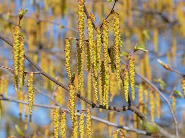 Boynuz kirişinin erkek çiçekleri, Carpinus betulus
