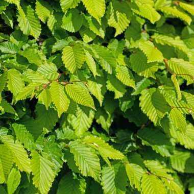 Hornbeam 'in genç yaprakları, Carpinus betulus
