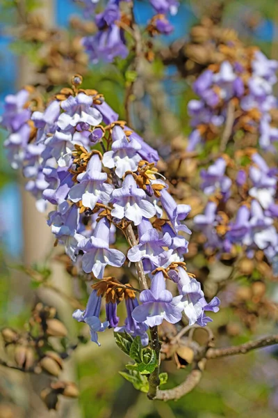 Flowering Emperor Tree Paulownia Tomentosa Spring — Stock Photo, Image