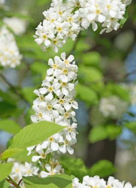 Yaygın kuş kirazı, Prunus padus, yakın plan çiçekleri.