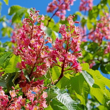 Kırmızı çiçekli at kestanesi, Aesculus rubicunda, baharda