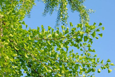 Ginkgo ağacından taze yapraklar, Ginkgo biloba