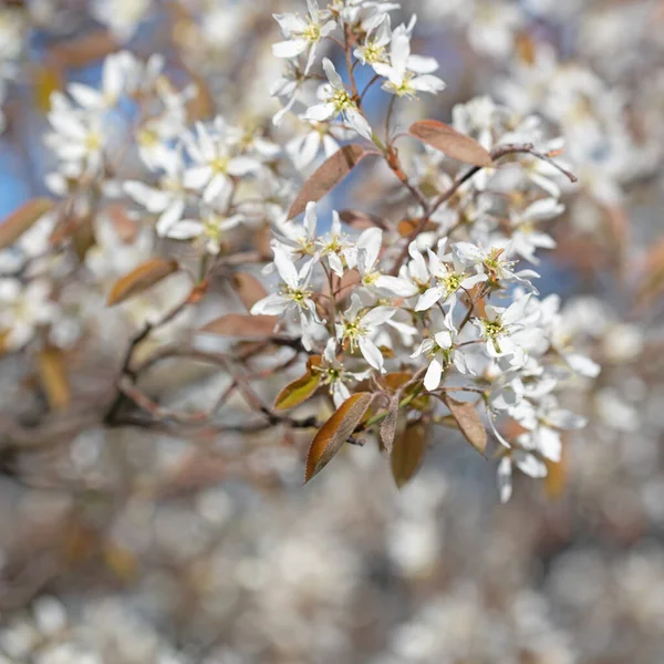 Peral Roca Con Flores Amelanchier Lamarckii Primavera —  Fotos de Stock