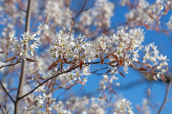 開花する岩の梨 Amelanchier Lamarckii — ストック写真