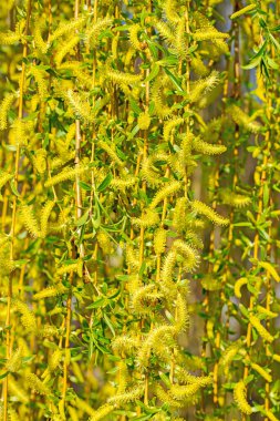 Ağlayan söğüt, Salix baby lonica, baharda
