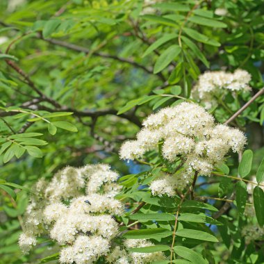 Çiçekli Rowan, Sorbus Aucuparia, baharda
