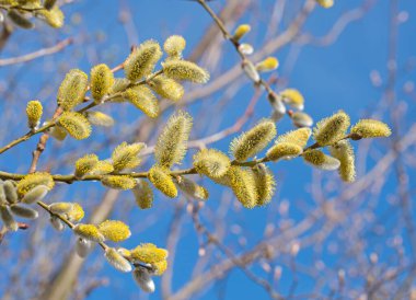 Çiçek açan söğüt, salya, baharda