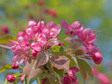 Baharda çiçek açan elma ağacı.