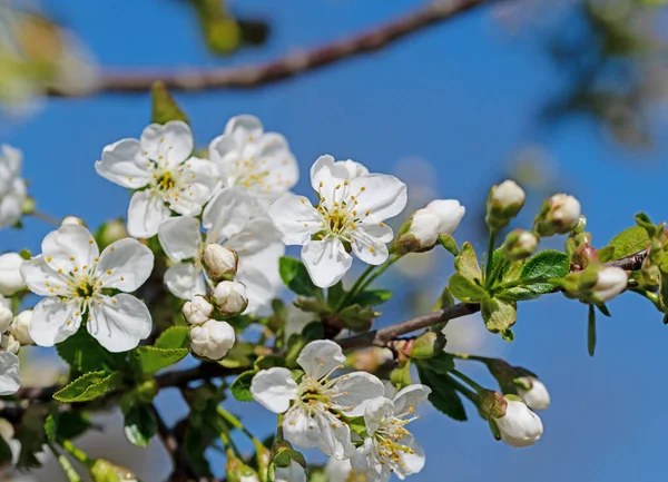 봄에는 신맛이 벚나무 — 스톡 사진
