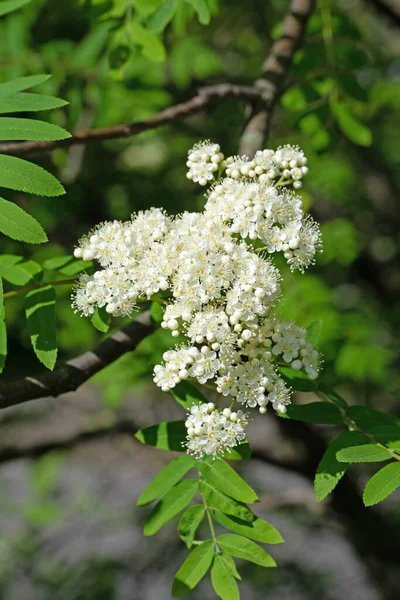 Ανθισμένη Τέφρα Βουνού Sorbus Aucuparia Την Άνοιξη — Φωτογραφία Αρχείου