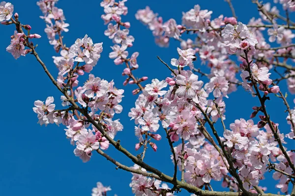 Ameixa Silvestre Florida Prunus Cerasifera Primavera — Fotografia de Stock