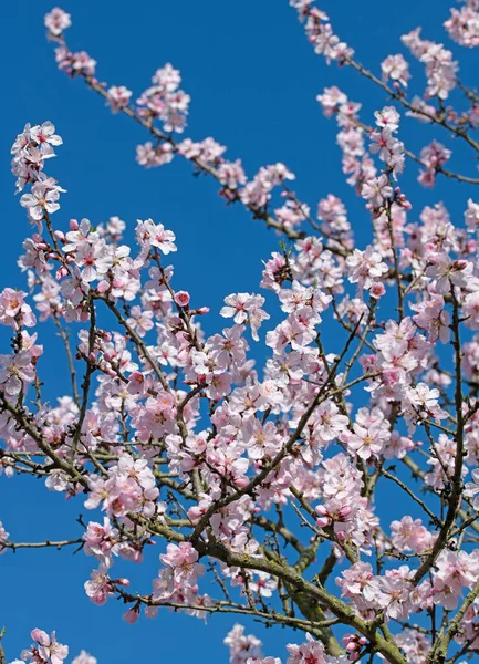 Ameixa Silvestre Florida Prunus Cerasifera Primavera — Fotografia de Stock