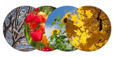 Four seasons in a collage clipart