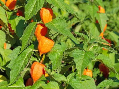 Çin feneri çiçeği, Physalis alkekengi, olgun meyveli.