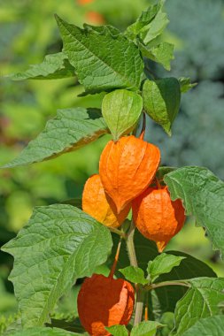 Çin feneri çiçeği, Physalis alkekengi, olgun meyveli.