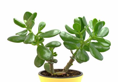 Para ağacı, Crassula ovata, beyaz arka plana karşı