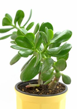 Para ağacı, Crassula ovata, beyaz arka plana karşı