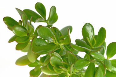 Para ağacı, Crassula ovata, beyaz arka plana karşı