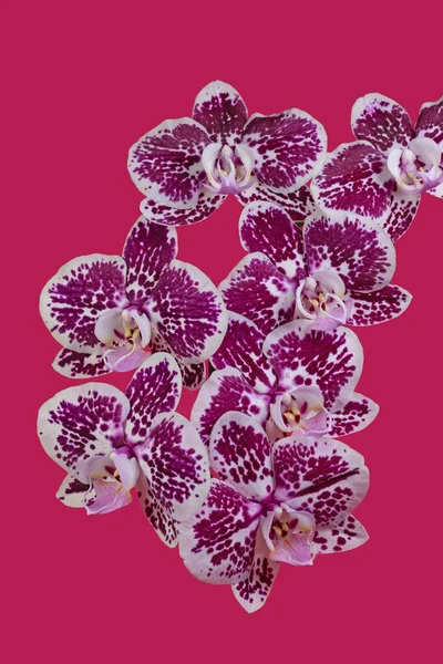 Orquídeas Orchidaceae Aisladas Sobre Fondo Violeta — Foto de Stock