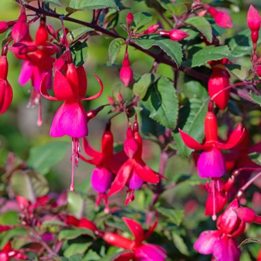 Bahçede çiçek açan kırmızı fuşyalar