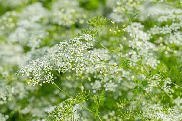 Çiçekli yaban havucu, Daucus carota