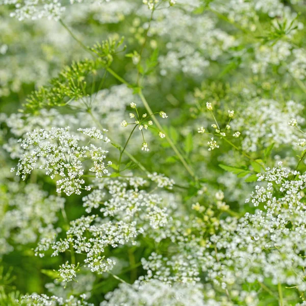 Çiçekli yaban havucu, Daucus carota