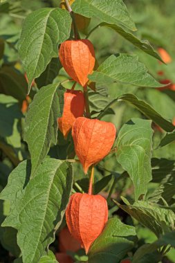 Çin feneri çiçeği, Physalis alkekengi, olgun meyveli.