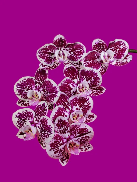 Orquídeas Orchidaceae Aisladas Sobre Fondo Violeta — Foto de Stock