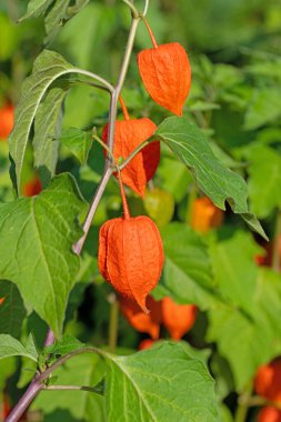 Çin feneri çiçeği, Physalis alkekengi, olgun meyveli.