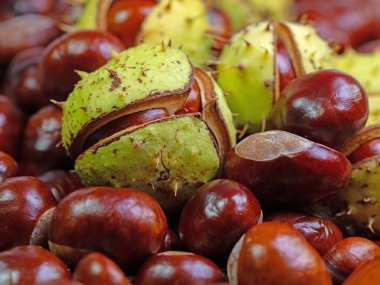 Beyaz At Kestanesi, Aesculus Hippocastanum