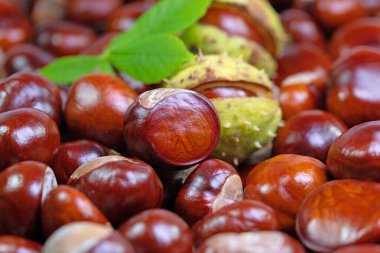 Beyaz At Kestanesi, Aesculus Hippocastanum