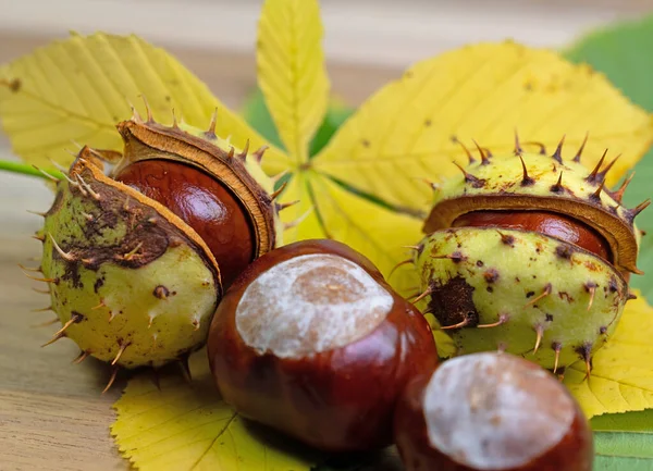 Valkoinen Hevonen Kastanja Aesculus Hippocastanum — kuvapankkivalokuva