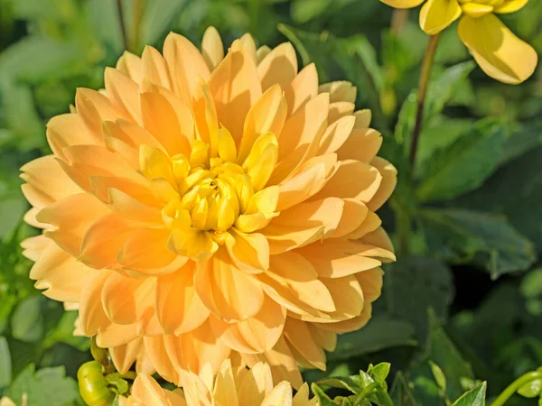 Bloeiende Gele Dahlia Tuin — Stockfoto
