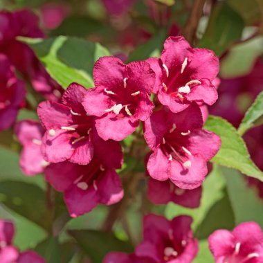 Çiçekli Weigelia, Weigela, baharda