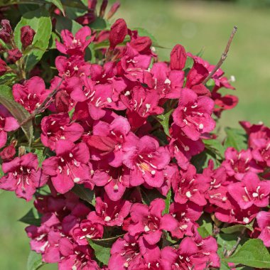 Çiçekli Weigelia, Weigela, baharda