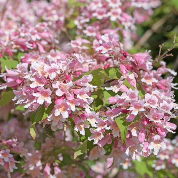 Floración Kolkwitzie Kolkwitzia Amabilis Primavera — Foto de Stock