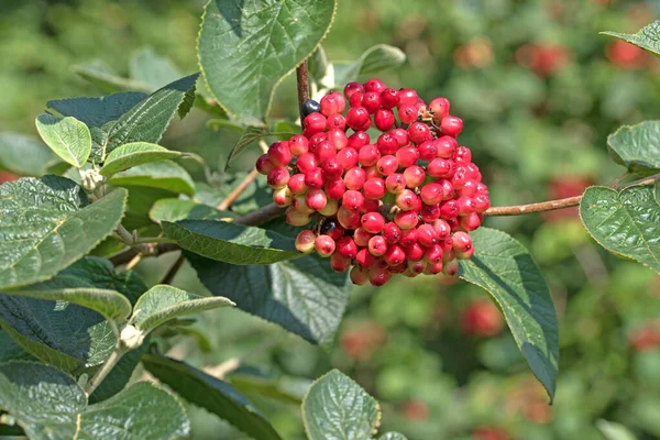 Фрукты Шерстяного Снежка Viburnum Lantana — стоковое фото