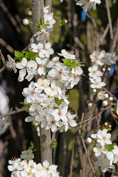 Blühender Wilder Pflaumenbaum Prunus Cerasifera Frühling — Stockfoto