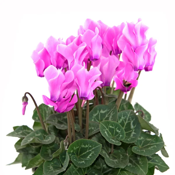 Blooming cyclamen against white background — Stock Image Blooming Cyclamen White Background Stock Picture