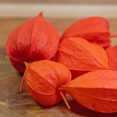 Lampion çiçeğinin meyveleri, Physalis alkekengi