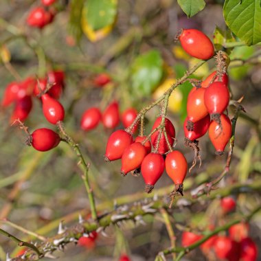 Sonbaharda olgun gül kalçaları, Rosa canina.