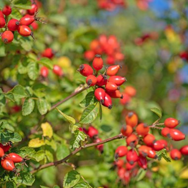 Sonbaharda olgun gül kalçaları, Rosa canina.