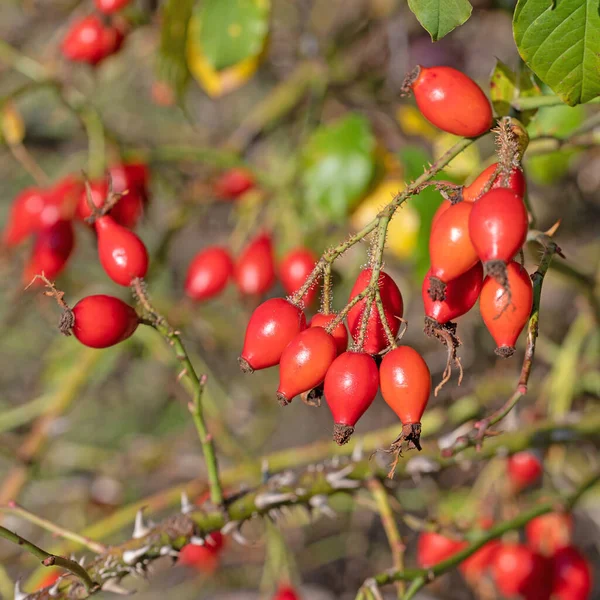 Sonbaharda olgun gül kalçaları, Rosa canina.