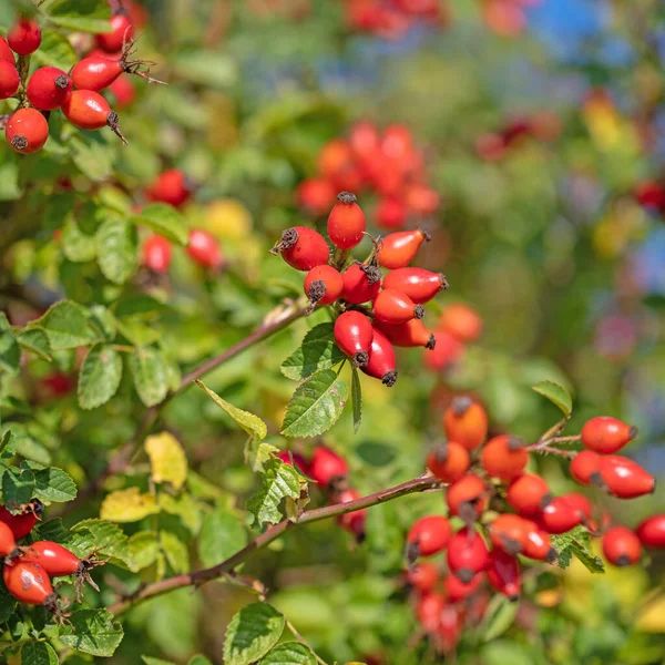 Sonbaharda olgun gül kalçaları, Rosa canina.